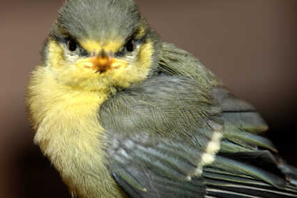 Blue Tit With Attitude