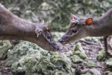 Hello Deer!