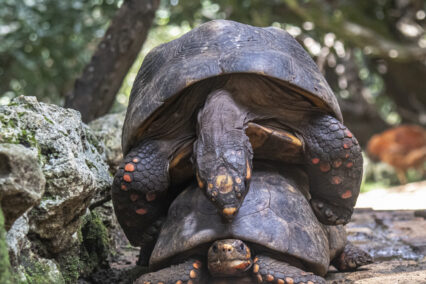 Tortoises